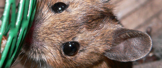 Healthy ways to keep out critters and bugs